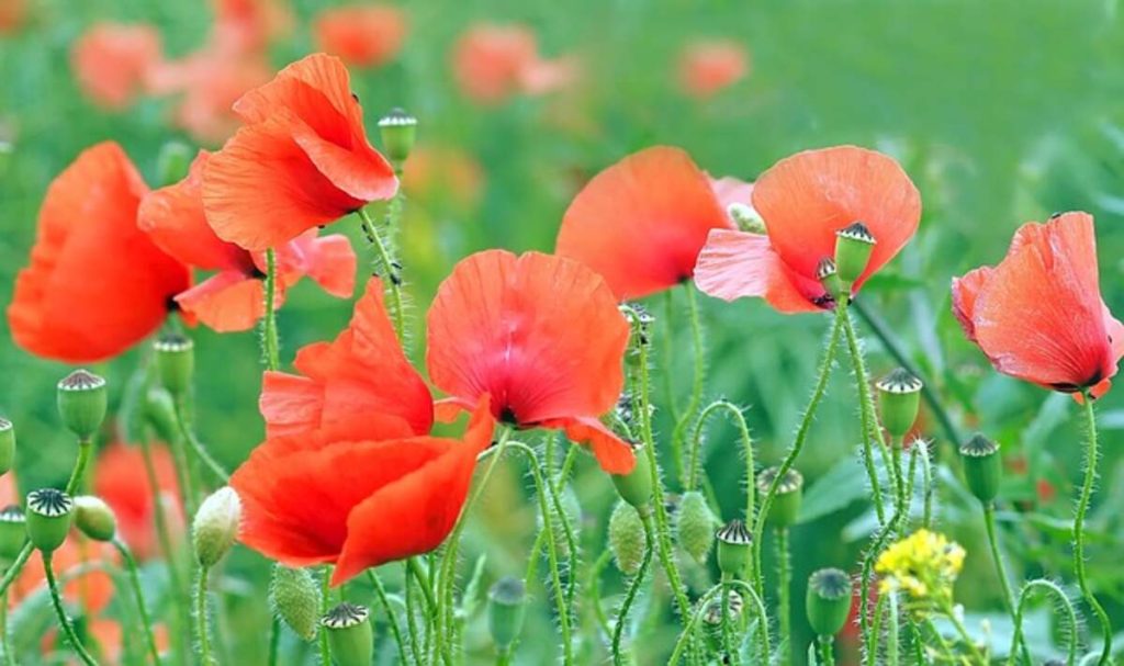 Unwashed poppy seeds