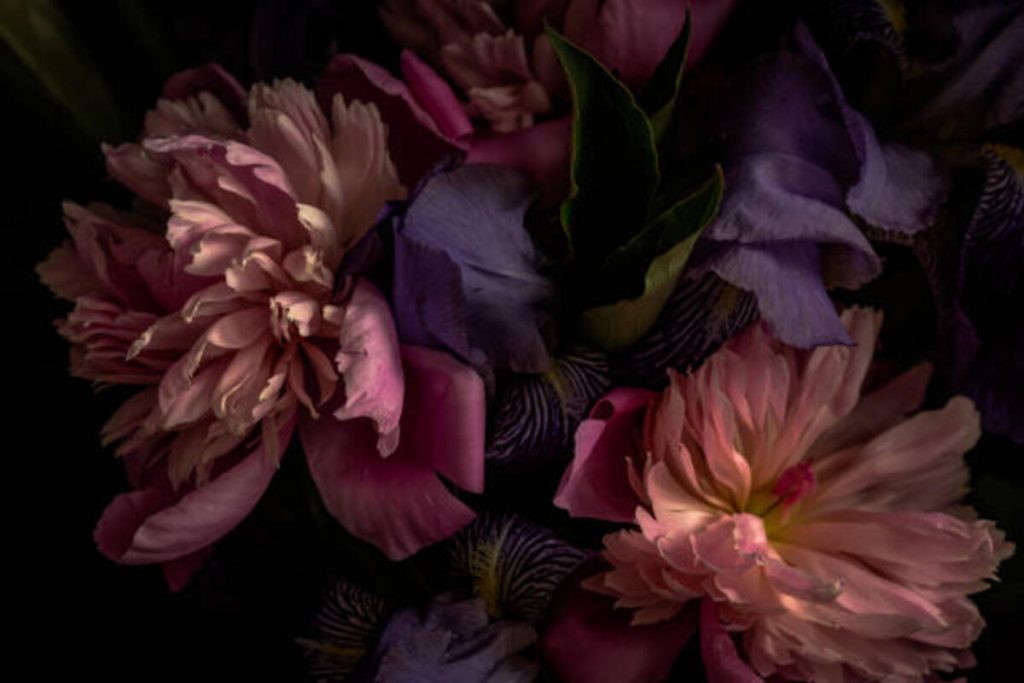 Black Lily Flower