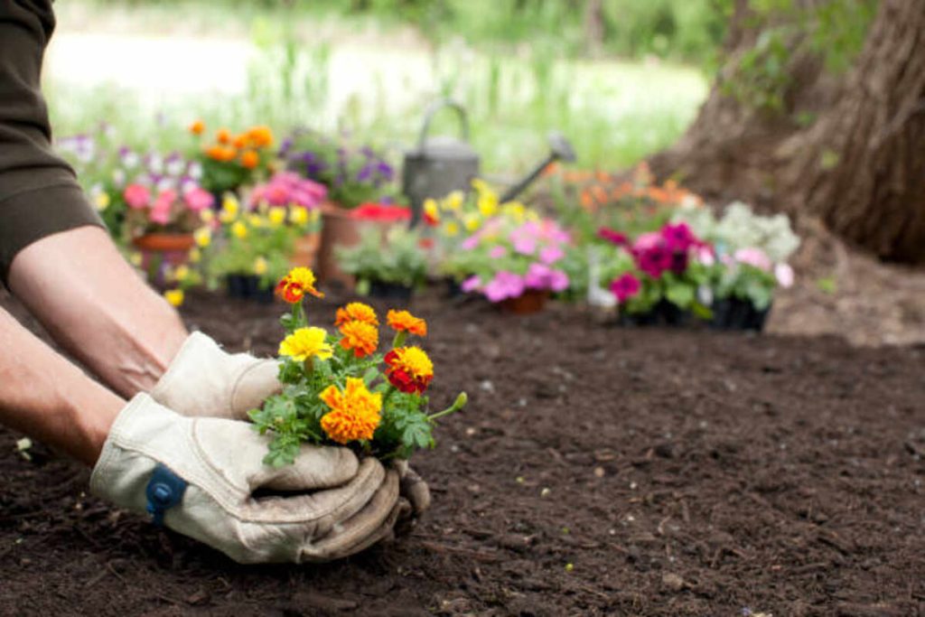 Plant Care