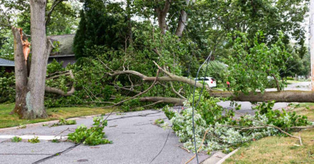 Land Clearing Near Me in New York