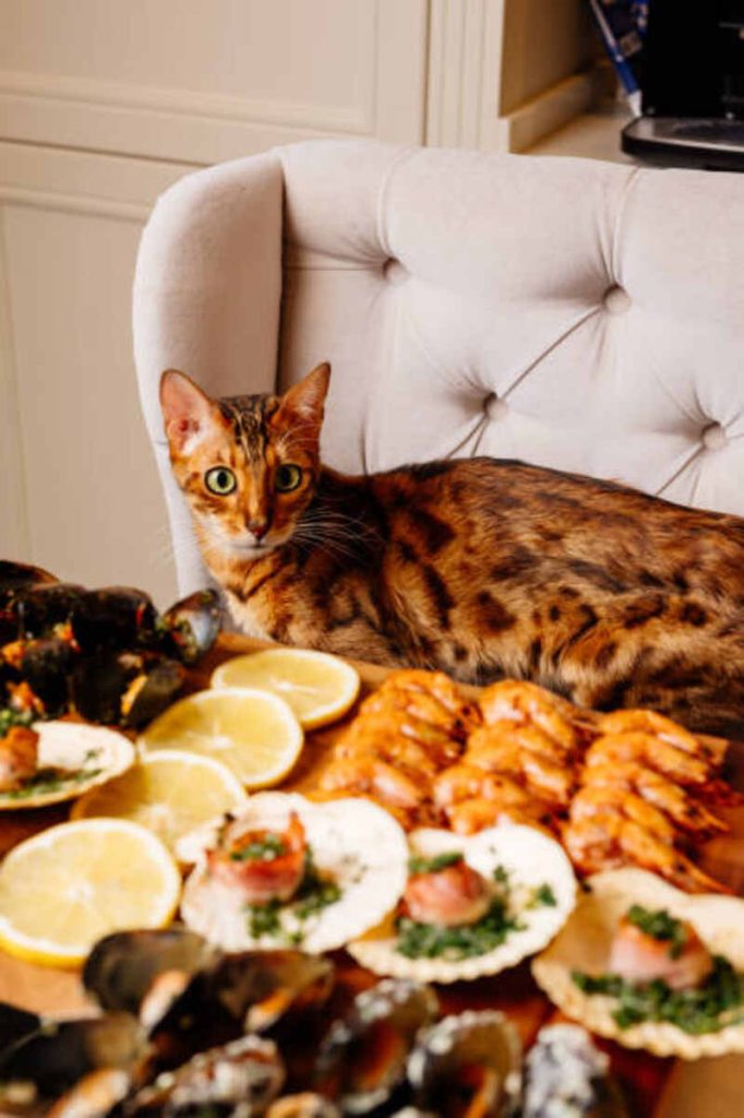 Savage Cat Food Recipes