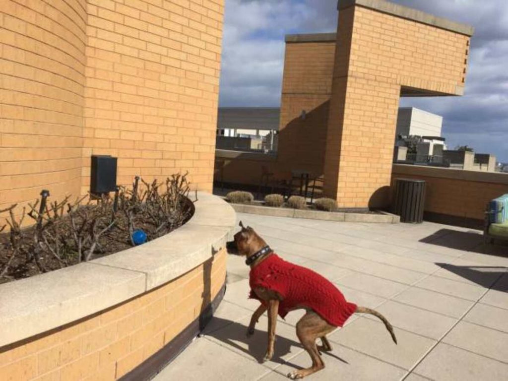 Apartment Dog Park