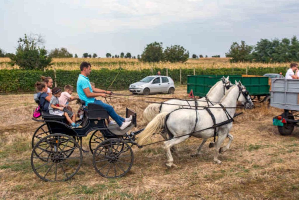 Funny Jokes About Amish People