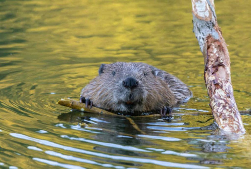 Funny Beaver Jokes