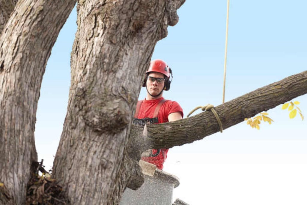 tree service saratoga ca