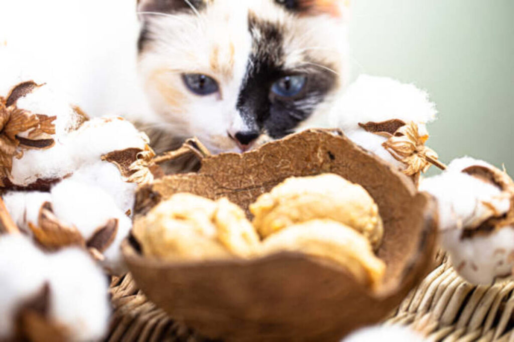 The Fascinating World of Salty Licorice Cats